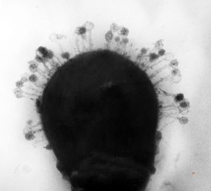 lactobacillar bacteriophage (bovine milk) lactobacillar bacteriophage (bovine milk)